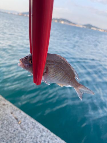 チャリコの釣果