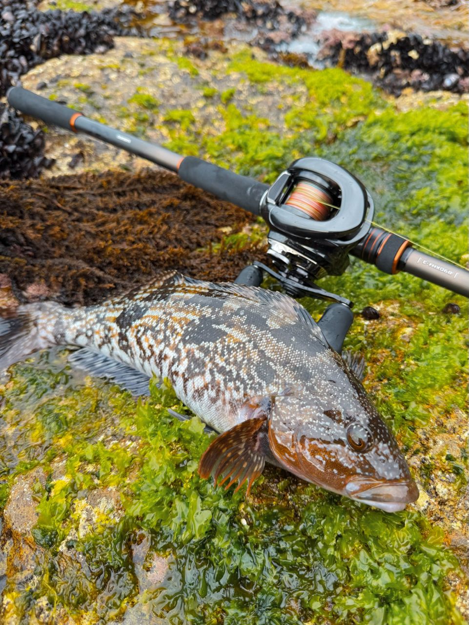 ハードロッカー SS 92H+-3 (ベイト 3ピース) シマノ ロックフィッシュロッド ハードロッカー SS B92H+-3