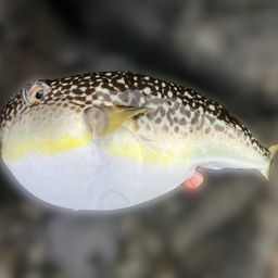 ショウサイフグ