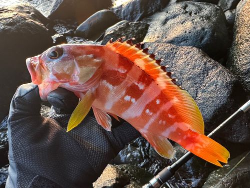 アカハタの釣果