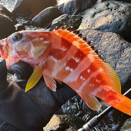 アカハタ