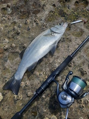 ヒラスズキの釣果