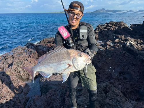 マダイの釣果