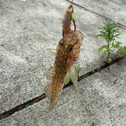 ハゼ