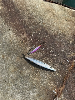 カマスの釣果