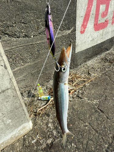 カマスの釣果