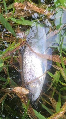 ニジマスの釣果