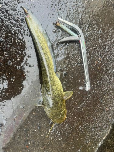 ナマズの釣果