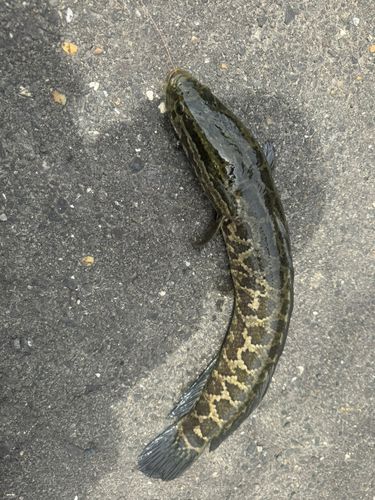 ライギョの釣果