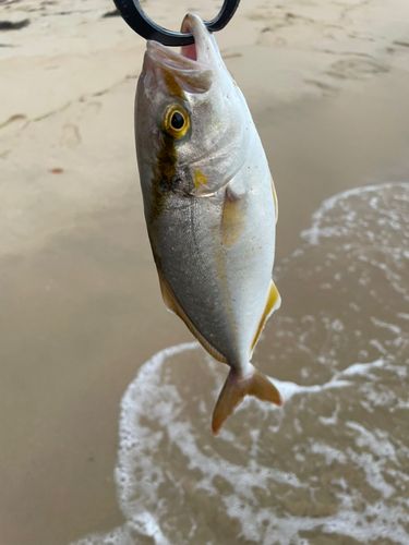 スズキ釣り 90cm超え!!巨大シーバス謎の入れ食いタイムに遭遇ァぁああ゛ぁあ