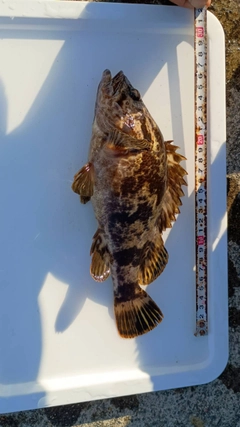タケノコメバルの釣果