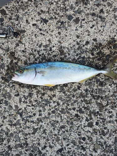 ヤズの釣果