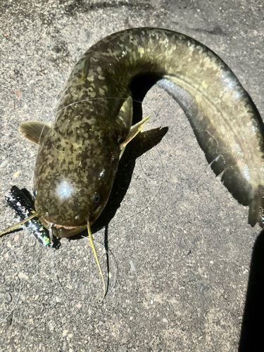 ナマズの釣果