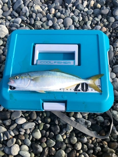 ワカシの釣果