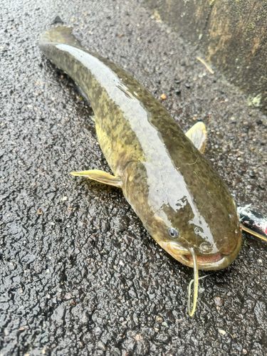 ナマズの釣果
