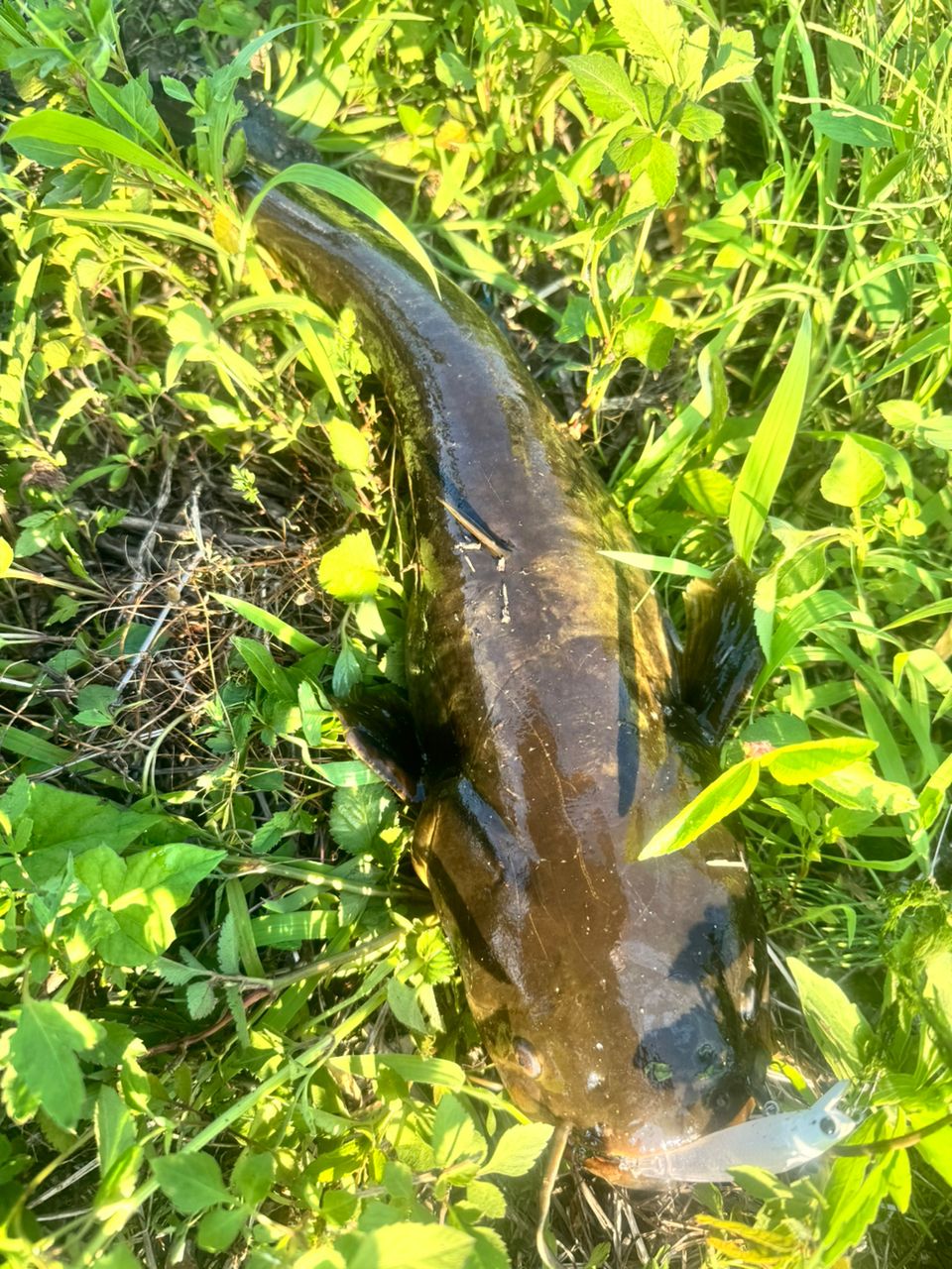 ナマズ