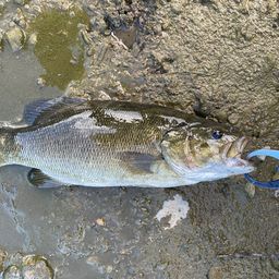 スモールマウスバス