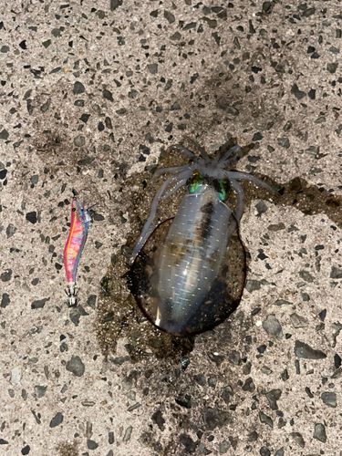 アオリイカの釣果