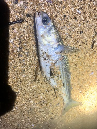 ボラの釣果