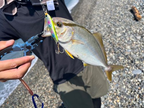 ショゴの釣果