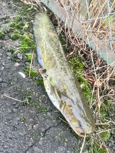 ナマズの釣果