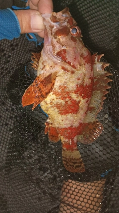 ヨロイメバルの釣果