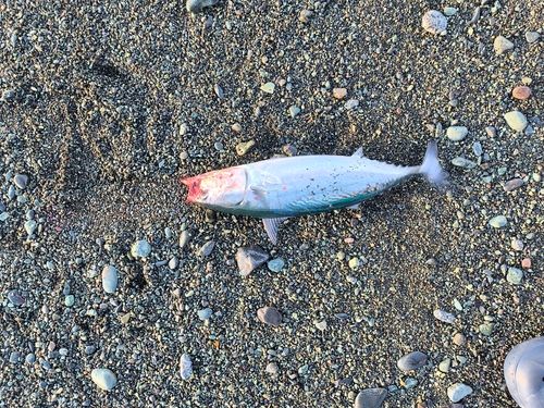 マルソウダの釣果