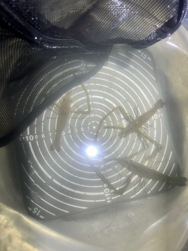 テナガエビの釣果