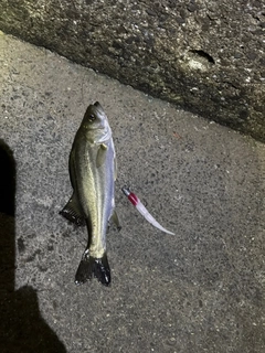 セイゴ(マルスズキ)の釣果
