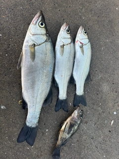 セイゴ（ヒラスズキ）の釣果
