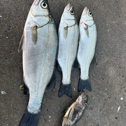 セイゴ（ヒラスズキ）