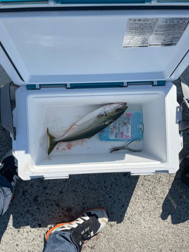 釣果