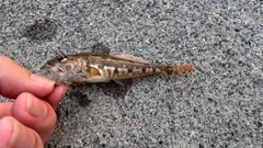 ハゼの釣果