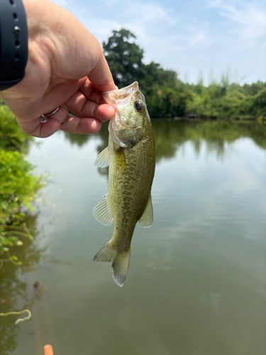 ブラックバスの釣果
