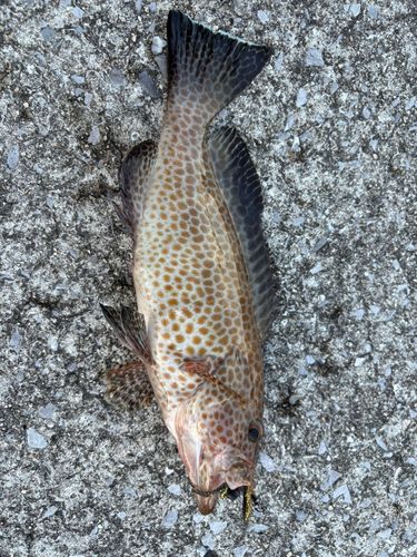 オオモンハタの釣果