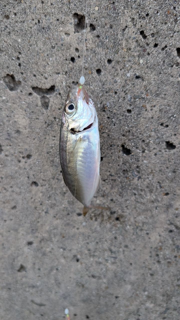 マアジ