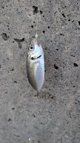 マアジの釣果