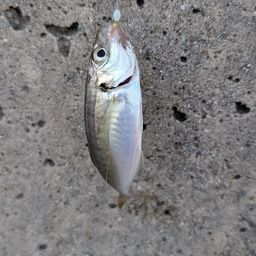 マアジ