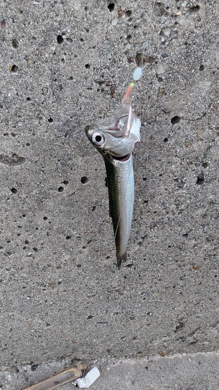 マアジ
