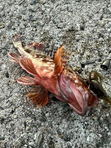 ガシラの釣果