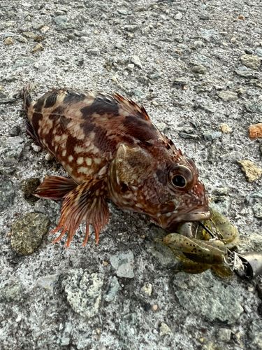 ガシラの釣果