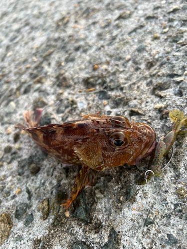 ガシラの釣果