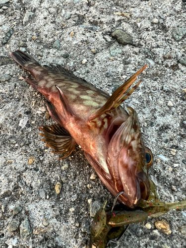 ガシラの釣果