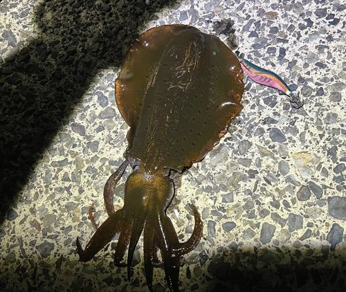アオリイカの釣果