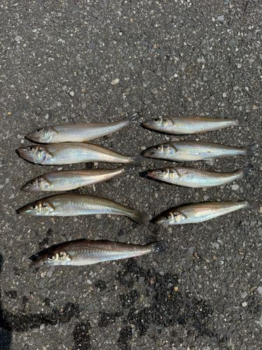 キスの釣果