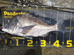 クロダイの釣果