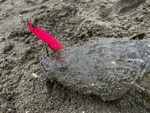 マゴチの釣果