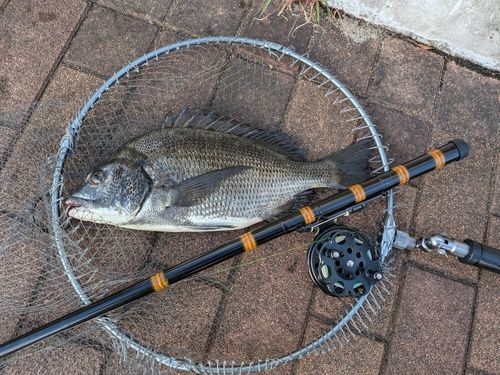 チヌの釣果