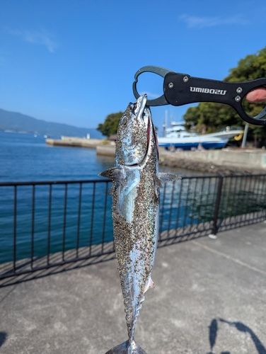 ソウダガツオの釣果