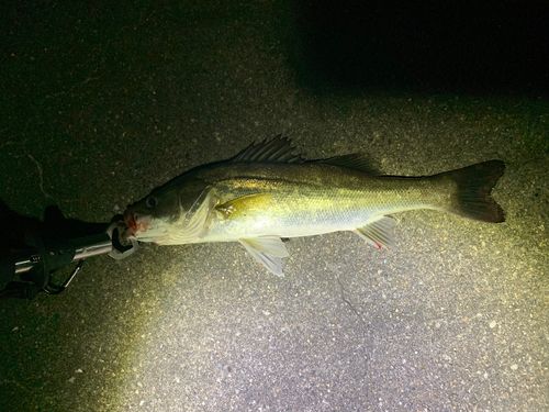 シーバスの釣果